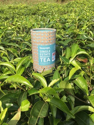 Single Estate Breakfast tea in a tea field