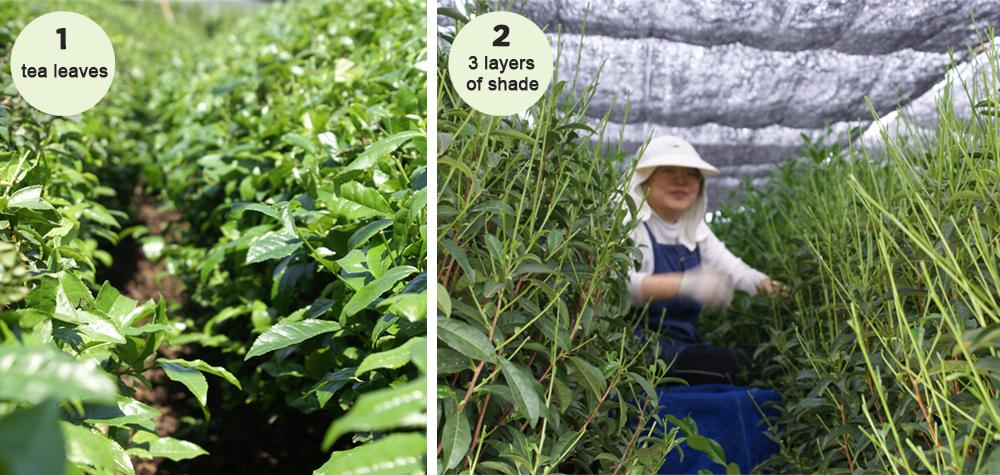 #1 tea leaves and #2,3 layers of shade
